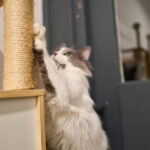 Škrabadla pro velké kočky jako prostor pro pohyb, klid i dominanci